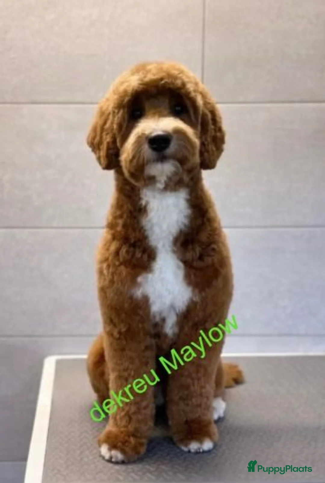 Kruising honden te koop: exclusieve Dubbel Doodle pups geboren! - Advertentie 5