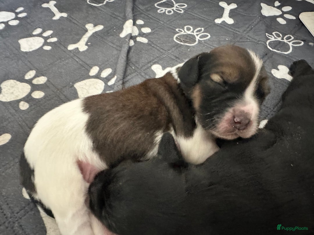 Kruising honden te koop: Nog 2 knuffelbare kruising puppy’s beschikbaar  - Afbeelding 6