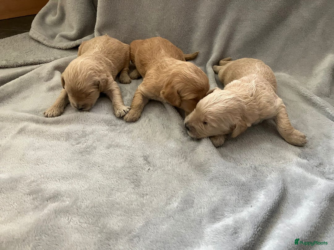 Goldendoodle honden te koop: F1 Goldendoodle pups - Afbeelding 19