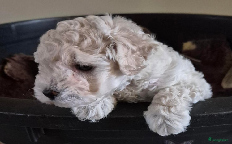 Dwergpoedel honden - Advertentie 4