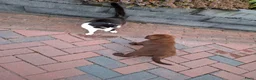 Labrador Retriever honden te koop: Raszuivere bruine labrador pups  - Advertentie 14
