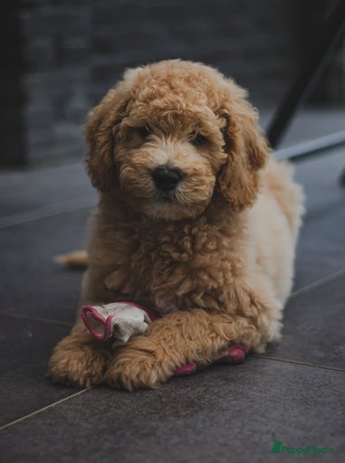 Galerij afbeelding {{count}}