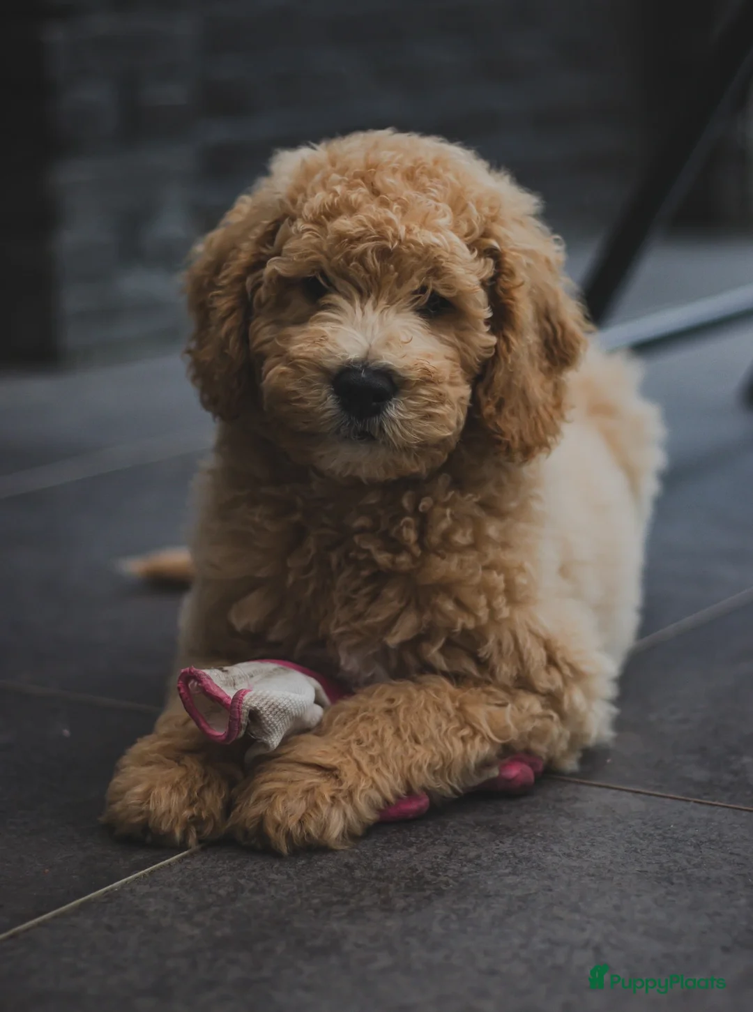 Galerij afbeelding {{count}}