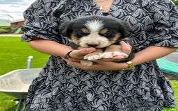 Kruising honden te koop: Berner Sennen x Zwitserse Sennen pups - Afbeelding 7