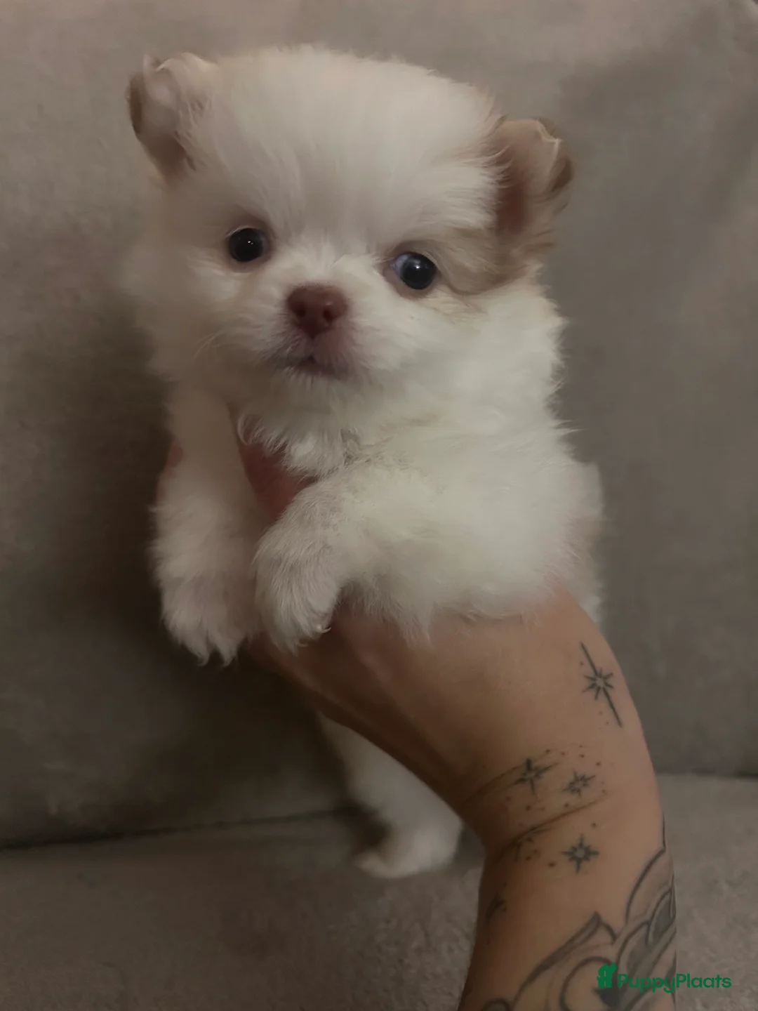 Pomchi honden te koop: Kleine pomchi pups 75% pomeranian 25% chihuahua - Advertentie 9