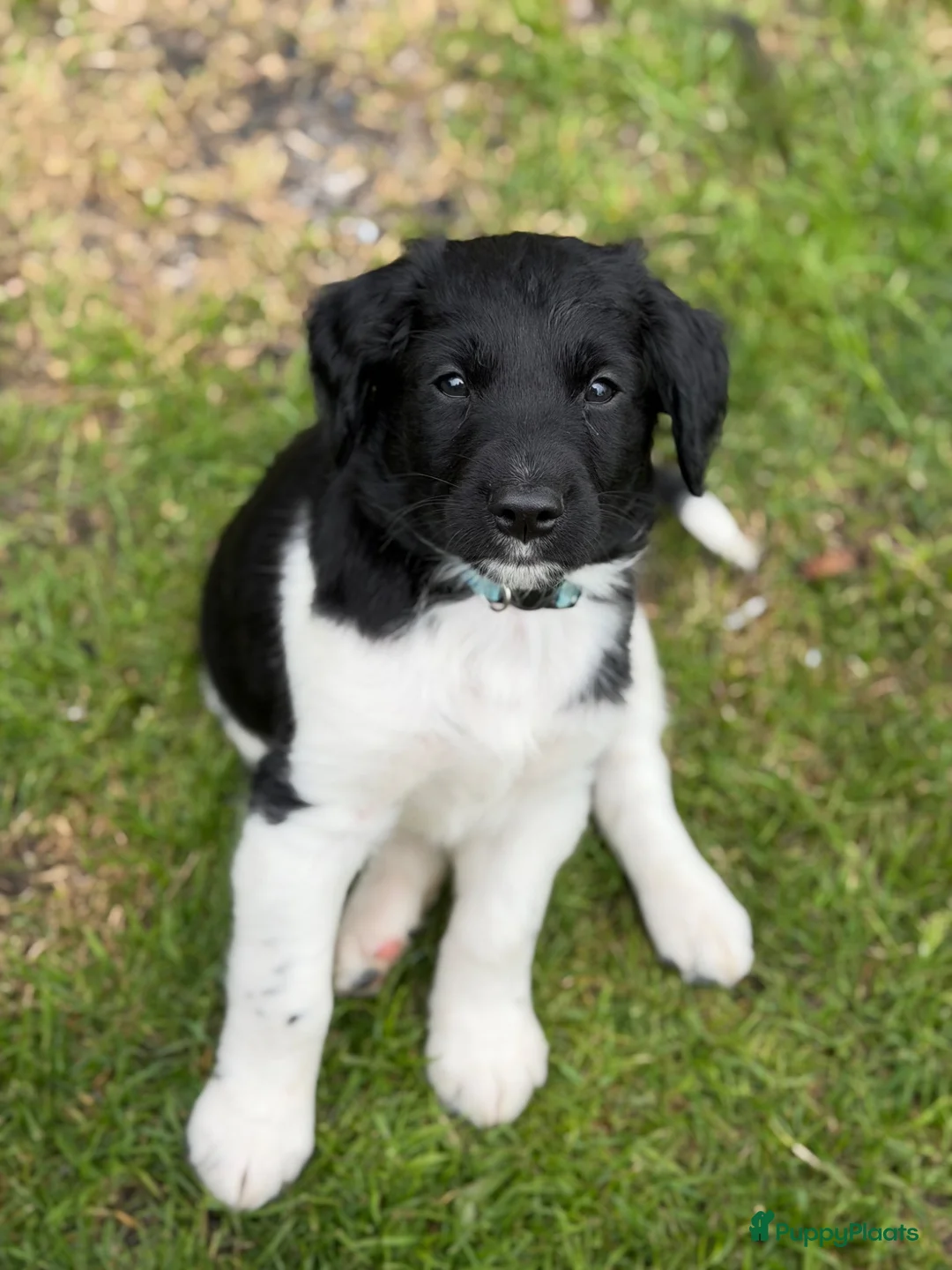 Friese Stabij honden te koop: 2 knappe Friese stabij reutjes  in Langelo - Advertentie 4