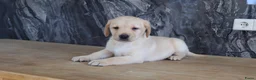 Labrador Retriever honden te koop: Hele knappe labrador pups te koop. - Advertentie 2