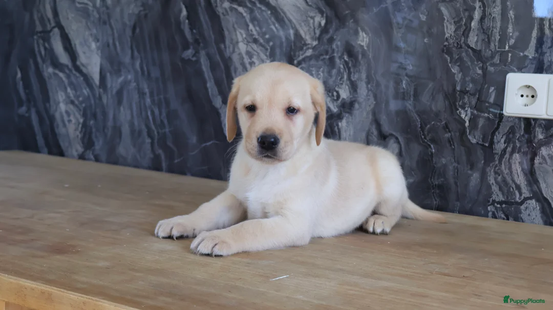 Labrador Retriever honden te koop: Hele knappe labrador pups te koop. - Advertentie 2