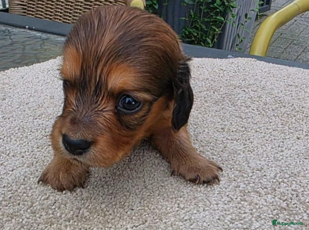 Teckel (langhaar) honden te koop: Dwerg teckel langhaar  - Advertentie 14