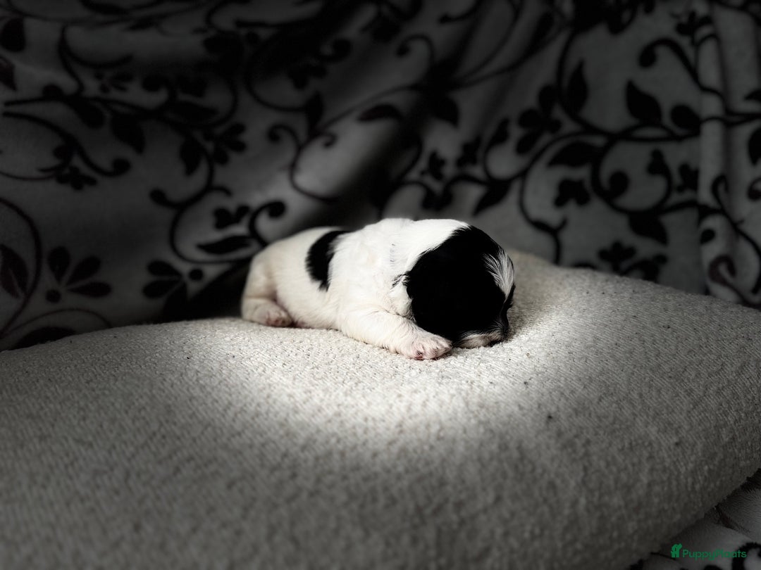 Kruising honden te koop: Kruising Maltipoo/ boomer nog 1 beschikbaar - Advertentie 15