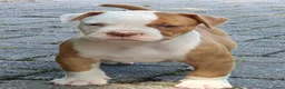 Amerikaanse Bulldog honden te koop: Mooie Amerikaanse Bulldog pups  - Advertentie 7