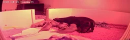 Teckel (korthaar)  honden te koop: Dwergteckel pup kortharig cream blond!!! - Advertentie 20