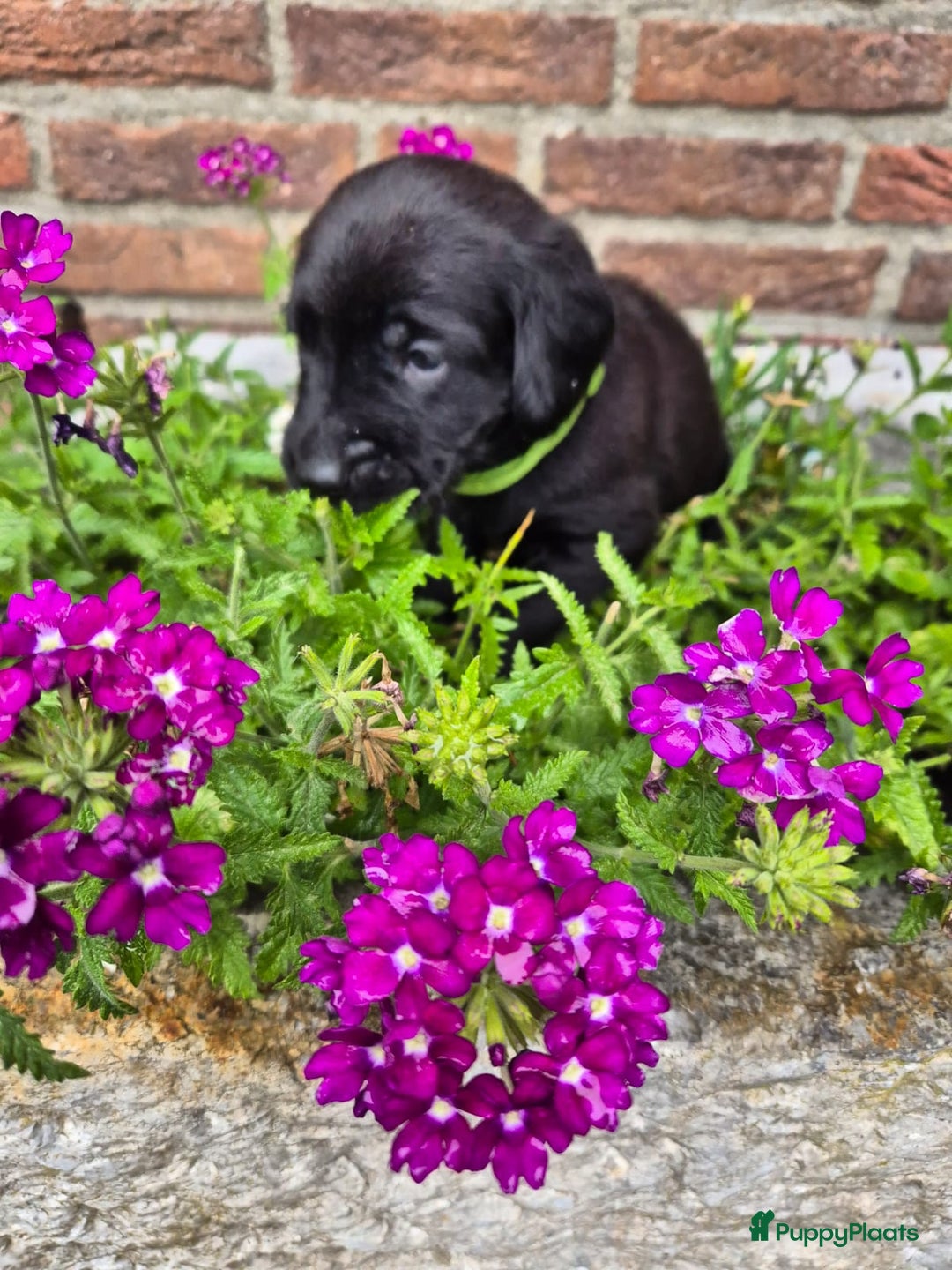 Labrador Retriever honden te koop: Knappe labrador x beierse bergzweethond mix - Afbeelding 12