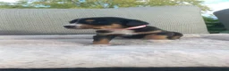 Grote Zwitserse Sennenhond honden te koop: Prachtige grote zwitserse sennenhond stamboek - Advertentie 7