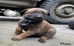 Mechelse Herder honden te koop: Mechelse herder puppy's  - Afbeelding 8
