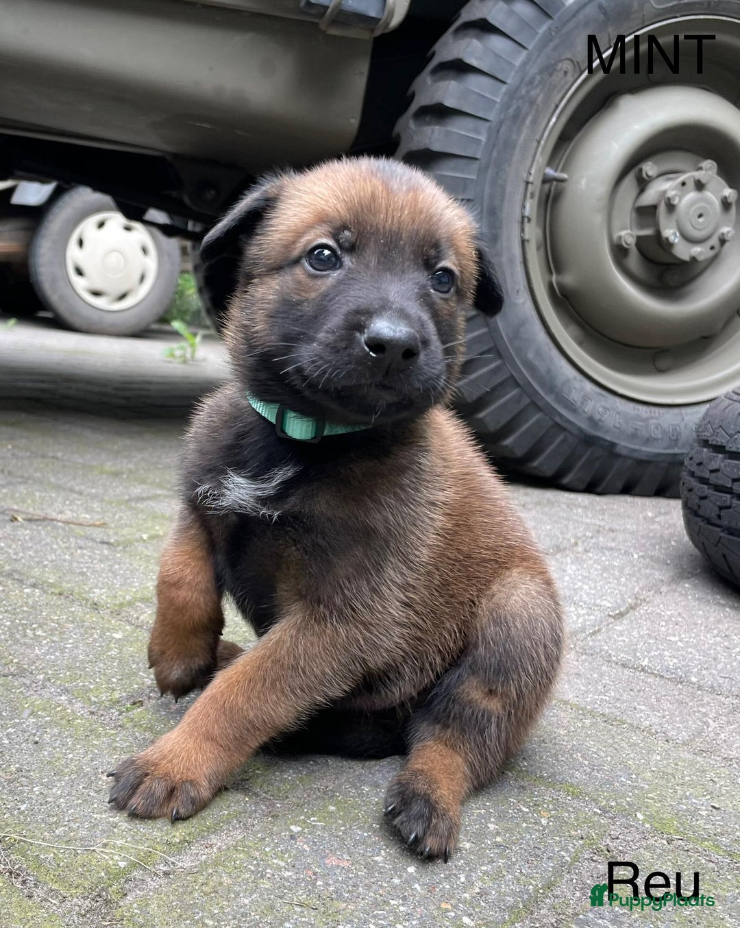 Mechelse Herder honden te koop: Mechelse herder puppy's  - Afbeelding 8