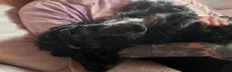 Engelse Cocker Spaniel honden te koop: 6mnd oude lieve sjaak zoekt nieuw huis in Amsterdam - Advertentie 8