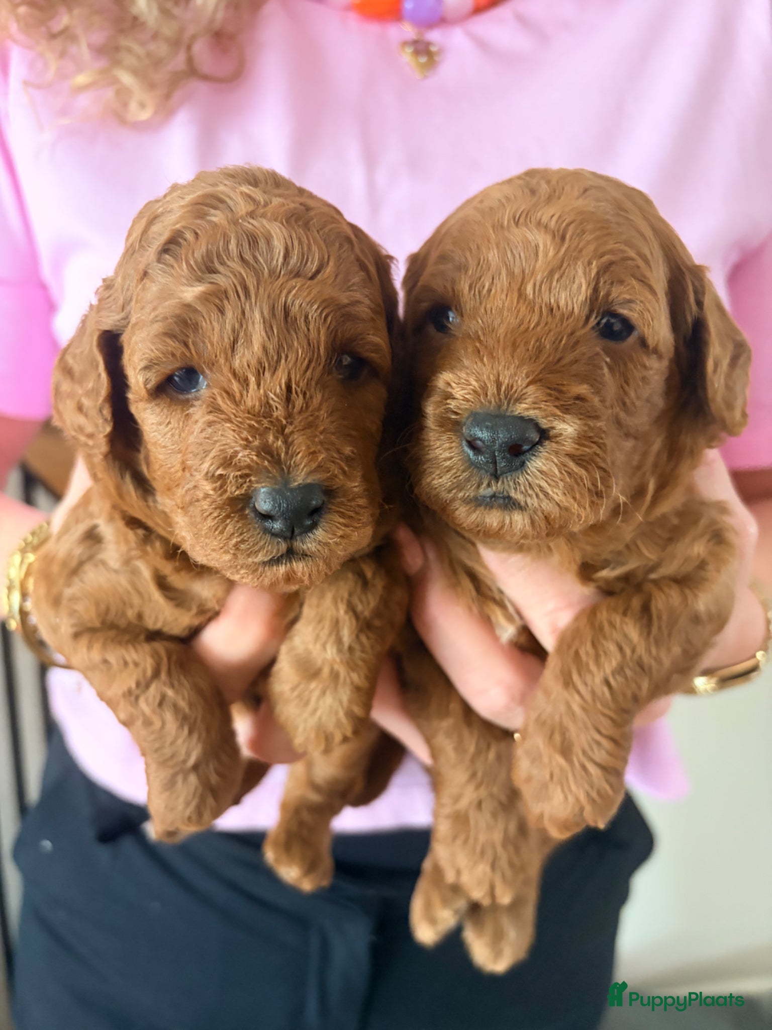 Dwergpoedel honden te koop: 🐾 Te koop: 2 prachtige dwergpoedel puppy’s 🐾 - Advertentie 1