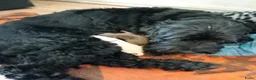 Labradoodle honden te koop: Labradoodle teefje - Advertentie 11