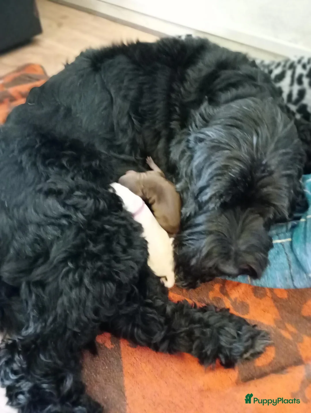 Labradoodle honden te koop: Labradoodle teefje - Advertentie 11