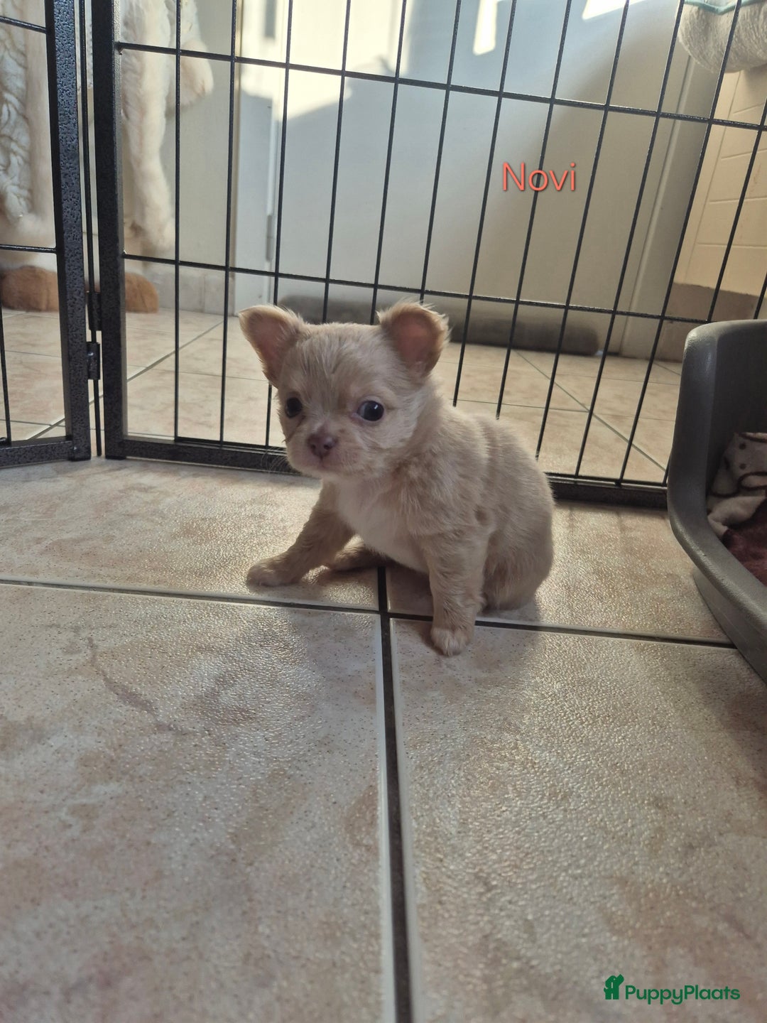 Chihuahua honden te koop: Chihuahuapups creme red merle - Advertentie 6