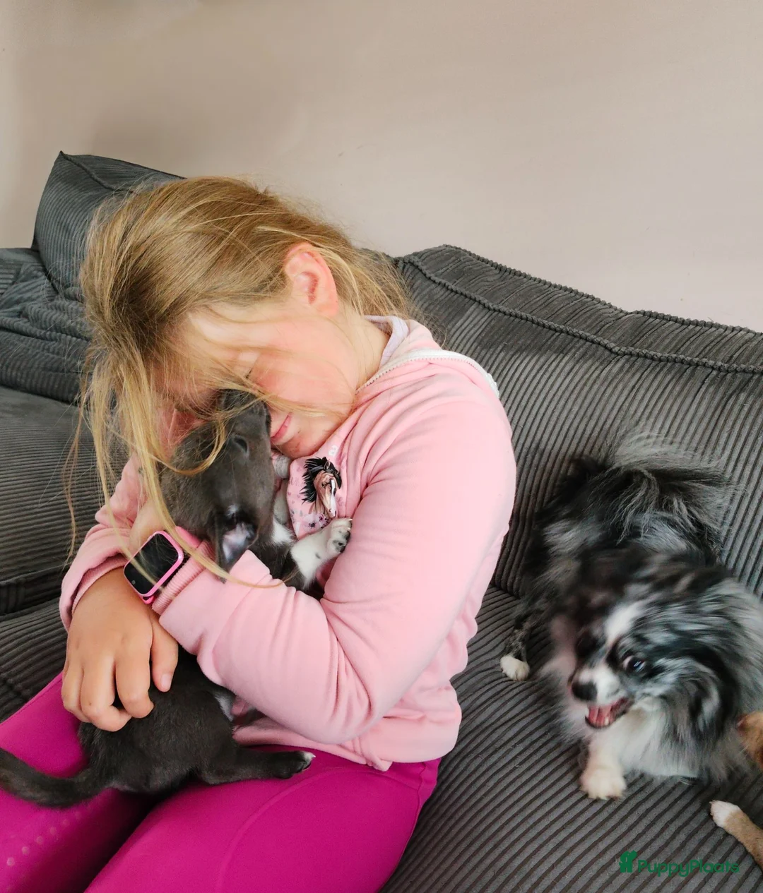 Pomchi honden te koop: Super lieve Pomchi pup - Advertentie 1