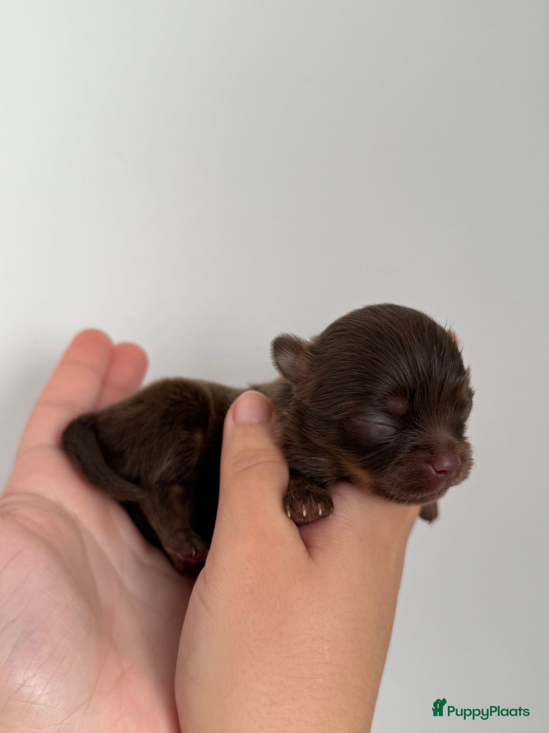 Chihuahua honden te koop: Chihuahuas pups - Advertentie 12