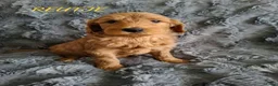Labradoodle honden te koop: Labradoodle pups medium  - Advertentie 5