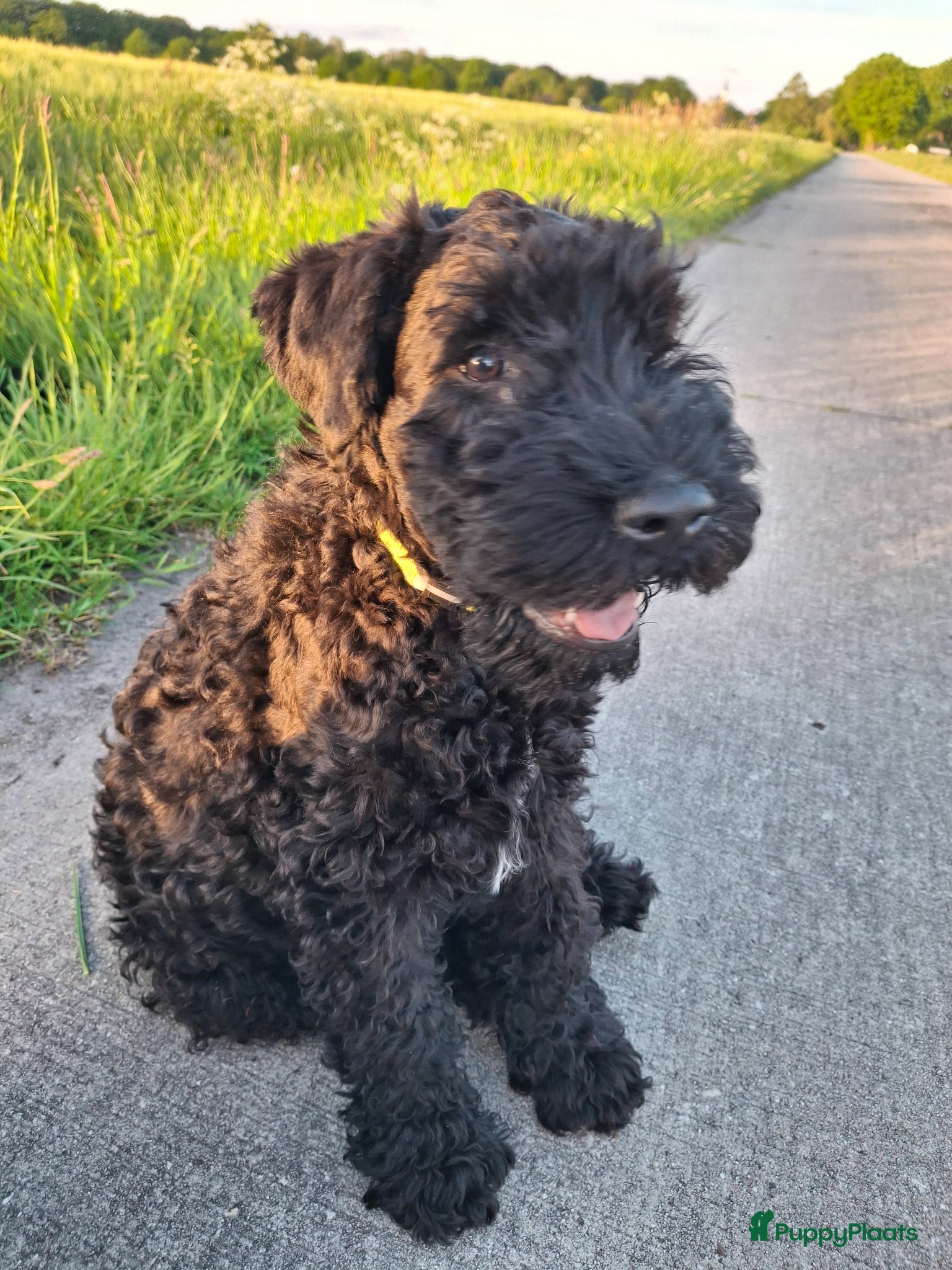 Kerry Blue Terriër honden Kerry Blue Terrier. Beschikbaar - Advertentie 1
