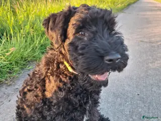 Kerry Blue Terriër honden Kerry Blue Terrier. Beschikbaar - Advertentie 4