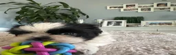 Shih Tzu honden te koop: Shih -Tzu reutje  - Advertentie 6