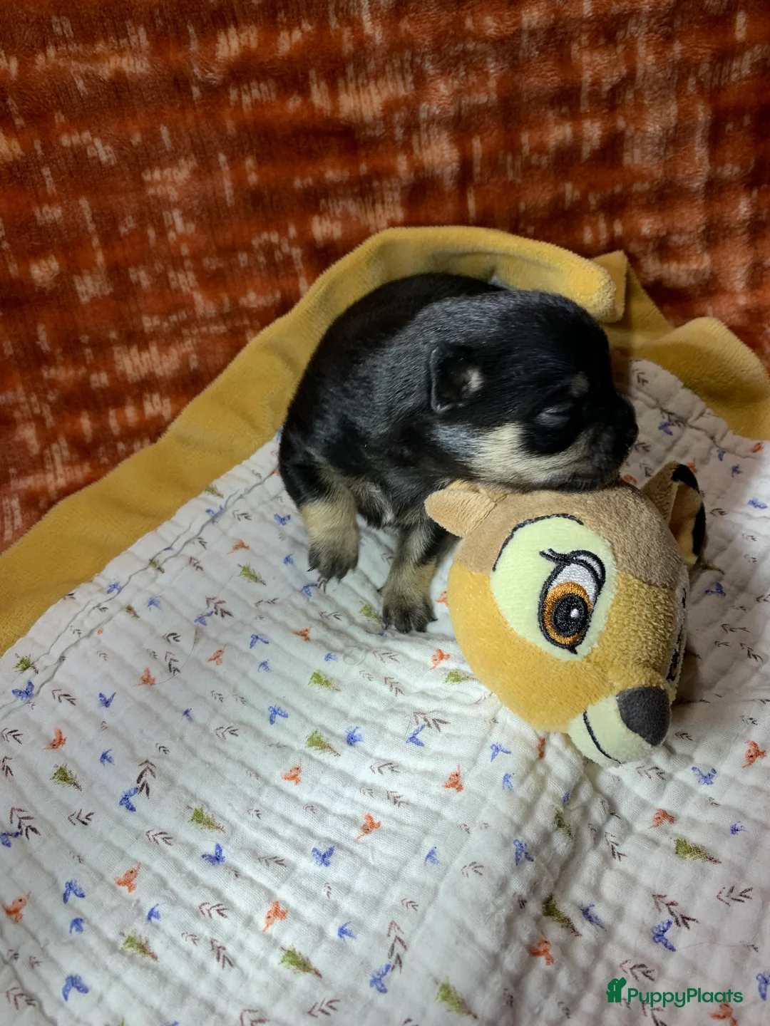 Chihuahua honden te koop: Chihuahua - Advertentie 2