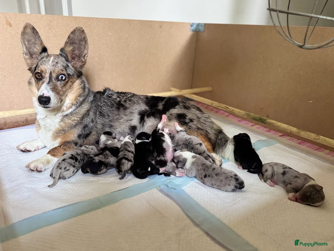 Welsh Corgi Cardigan honden te koop: Welsh corgi cardigan out of beautiful connection - Advertentie 2