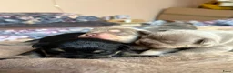 Franse Bulldog honden te koop: Mooi franse bulldog pups - Advertentie 7