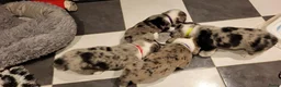 Welsh Corgi Cardigan honden te koop: Welsh corgi cardigan pups, blue merle - Advertentie 3