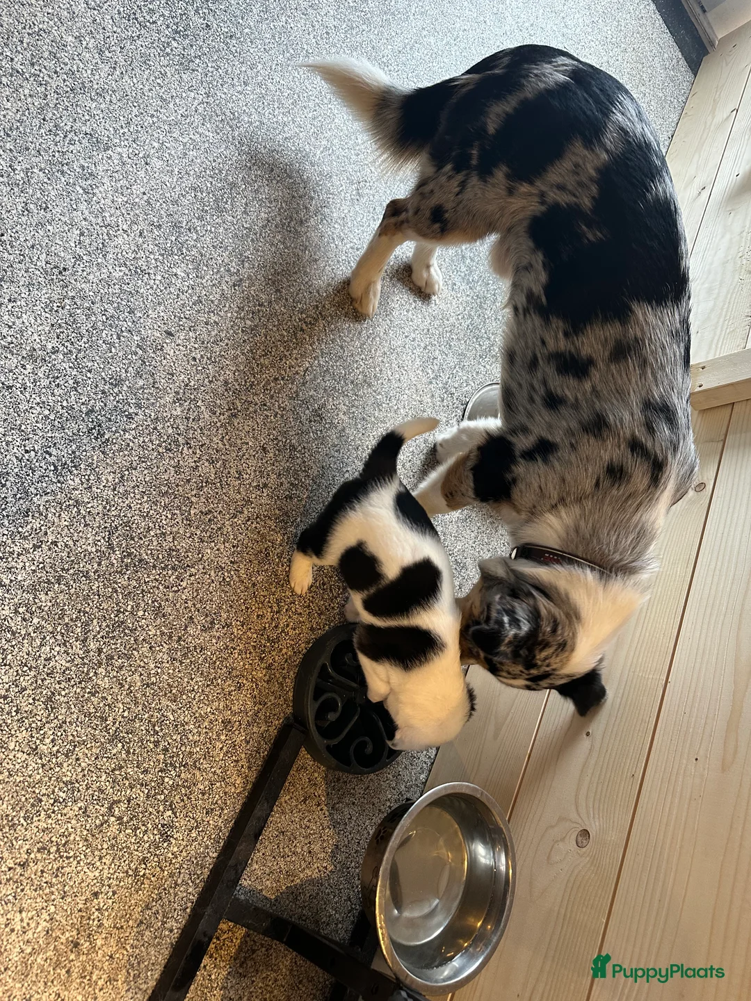 Kruising honden te koop: Unieke kruising met populaire rassen! - Advertentie 11