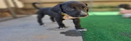 Kruising honden te koop: Prachtige Labradoodle x Dalmatiër puppy's! - Advertentie 14