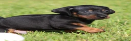 Teckel (korthaar)  honden te koop: Teckel pups - Advertentie 6