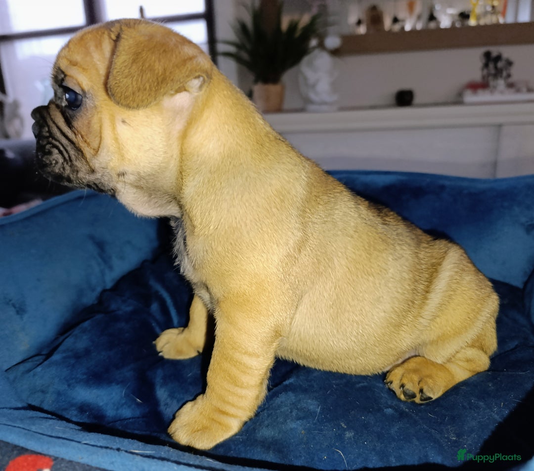 Franse Bulldog honden te koop: Franse bulldog pups België  - Advertentie 9