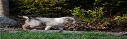 Border Collie honden te koop: Border collie geboren op boerderij (BE) - Advertentie 14