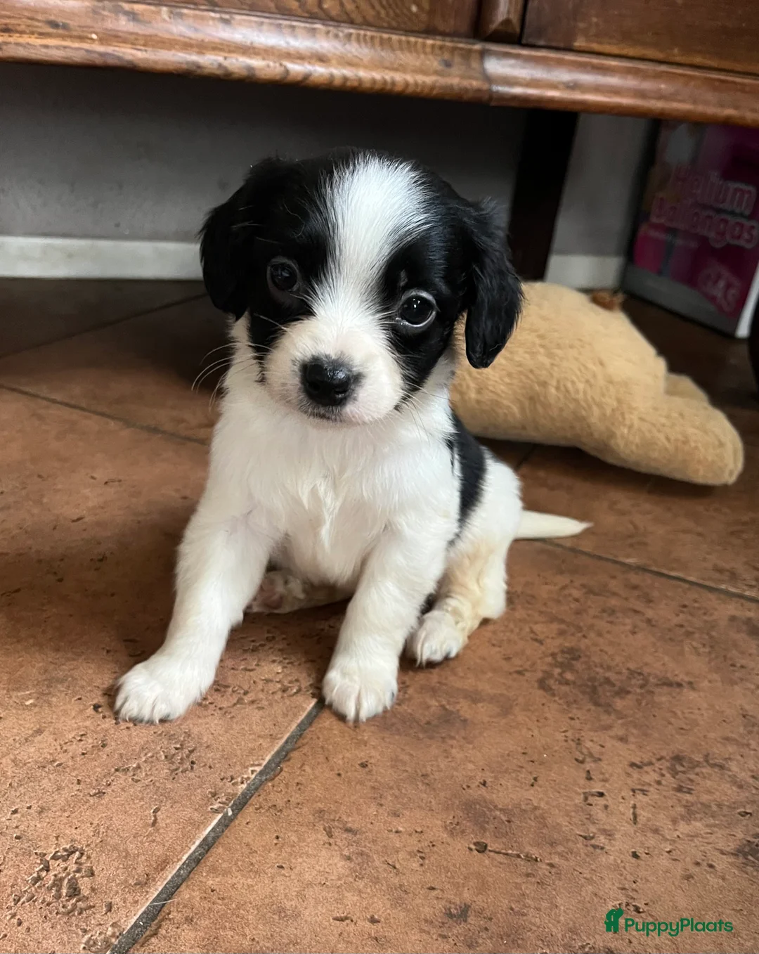 Kruising honden te koop: Super lieve kruising Markiesje pups! - Advertentie 2
