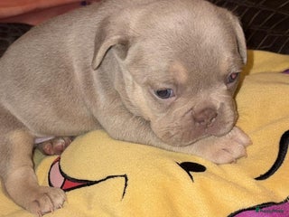 Franse Bulldog honden Franse buldog pup Isabella and tan - Advertentie 6