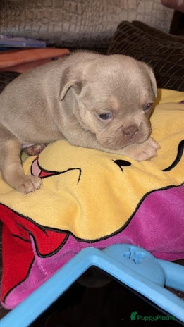 Franse Bulldog honden Franse buldog pup Isabella and tan - Advertentie 2