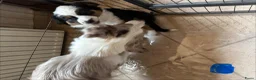 Australian Shepherd honden te koop: Prachtige australische herder pups - Advertentie 2