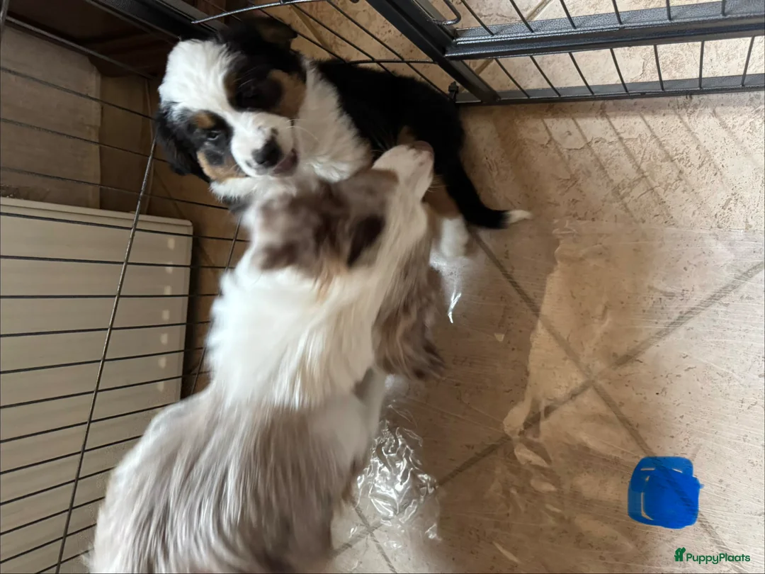Australian Shepherd honden te koop: Prachtige australische herder pups - Advertentie 2