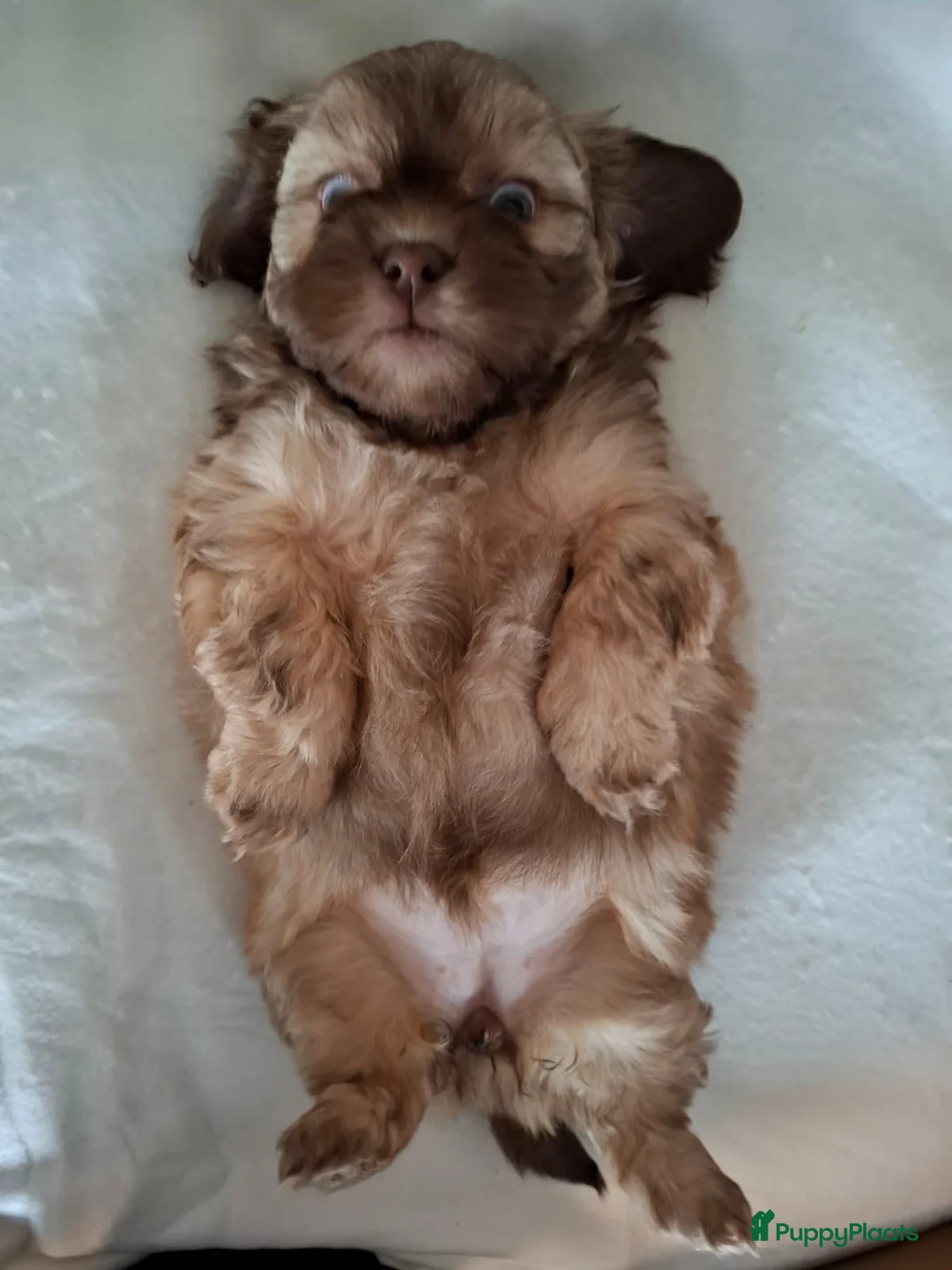 Kruising honden te koop: Mooi nestje boomerpups  - Advertentie 5