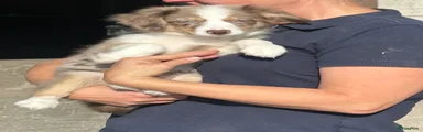 Miniature American Shepherd 2
