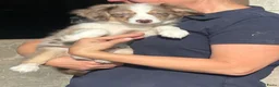 Miniature American Shepherd honden te koop: Miniature American shepherd teefje - Advertentie 7