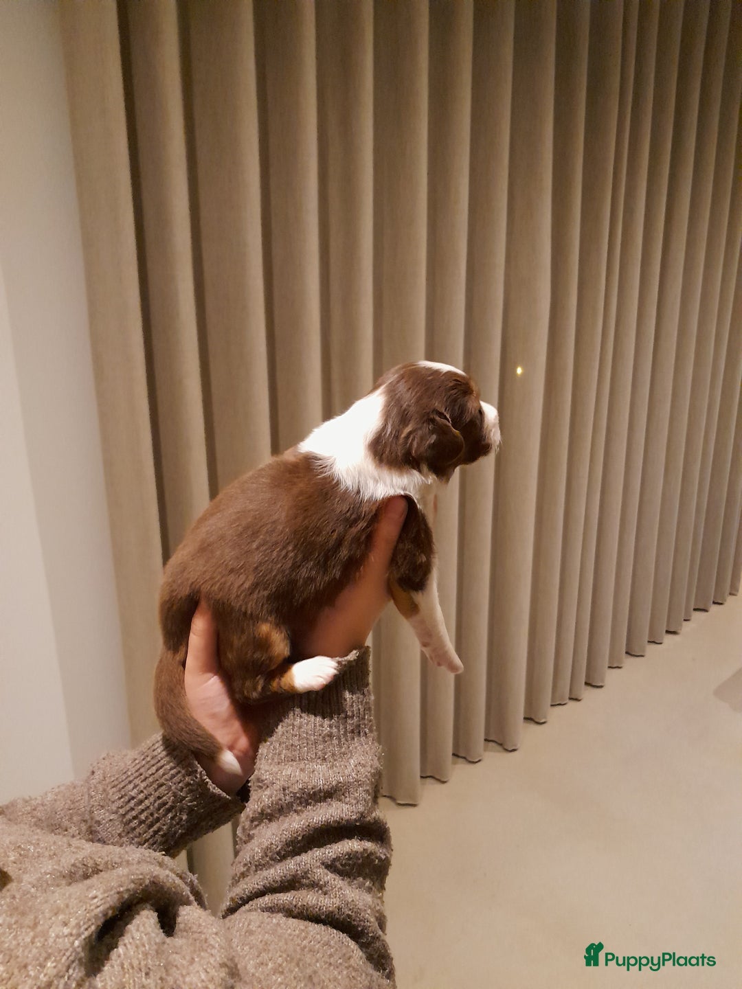 Australian Shepherd honden te koop: Lieve raszuivere australian shepherd pups  - Advertentie 25