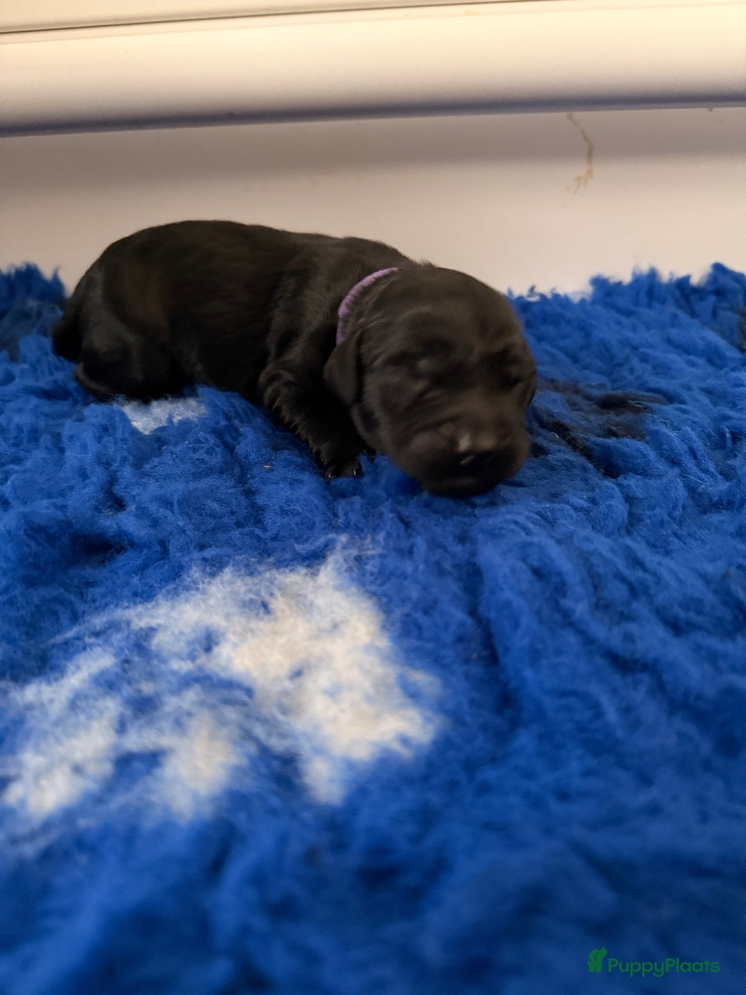 Kruising honden te koop: Goldendoodle/labradoodle  - Advertentie 29